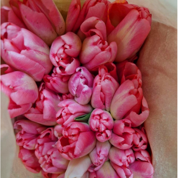 Тюльпан бело-розовый