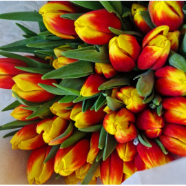 Тюльпан желто-красный