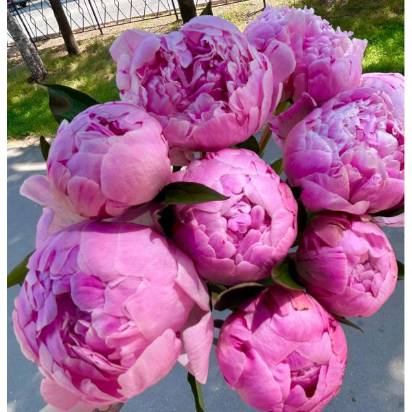 Пион (Голландия)