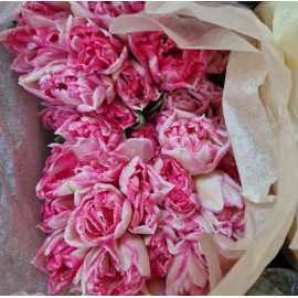 Тюльпан пионовидный