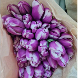 Тюльпан фиолетовый
